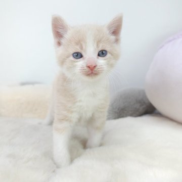 マンチカン(長足)【茨城県・男の子・2024年2月8日・クリームホワイト】の写真「優しいお色がとってもかわいい男の子️🩵」