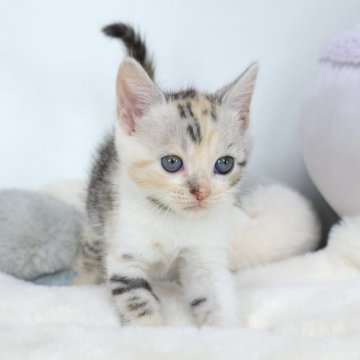 ジェネッタ【茨城県・女の子・2024年7月20日・ダイリュートキャリコ】の写真「ワイルドな模様がチャームポイント❣️」