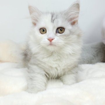 マンチカン(短足)【茨城県・女の子・2023年12月17日・ダイリュートキャリコ】の写真「ふわもこ癒し系の女の子🐾」