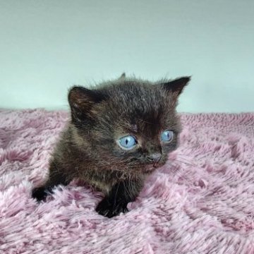 マンチカン(短足)【茨城県・女の子・2023年5月13日・ブラック】の写真「まっくろかわいいマンチカンちゃんです♡」