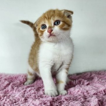 マンチカン(長足)【茨城県・女の子・2023年3月25日・レッドタビーホワイト】の写真「丸めなお顔が可愛らしい足長マンチカンちゃん♪」