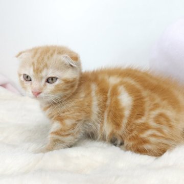 マンチカン(短足)【茨城県・女の子・2023年12月22日・レッドタビーホワイト】の写真「お腹の模様が綺麗なベビーフェイスちゃん🐾」