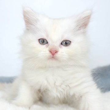 マンチカン(短足)【茨城県・男の子・2024年8月21日・クリームホワイト（ロング）】の写真「もふもふぬいぐるみのような男の子🩵」