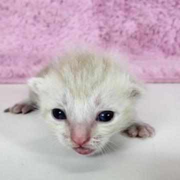 マンチカン(長足)【茨城県・男の子・2023年2月27日・クリームタビー】の写真「大人気マンチカンの男の子です♪」
