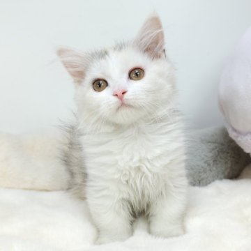 マンチカン(短足)【茨城県・女の子・2023年12月17日・ダイリュートキャリコ】の写真「ピンクのお鼻がかわいい女の子🐾」