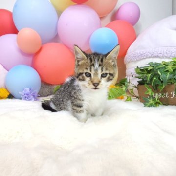 ジェネッタ【茨城県・男の子・2024年4月30日・ブラウンタビーホワイト】の写真「短い足が可愛いジェネッタくん️🩵」