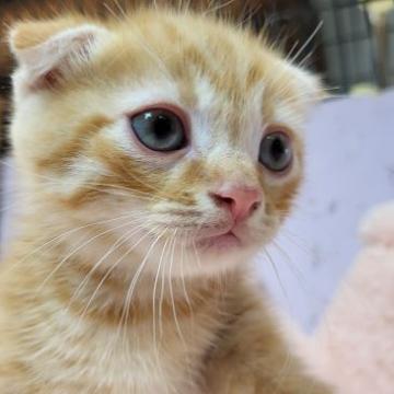 マンチカン(短足)【茨城県・男の子・2022年8月27日・レッドタビーホワイト】の写真「大人気短足マンチカンの男の子♪」