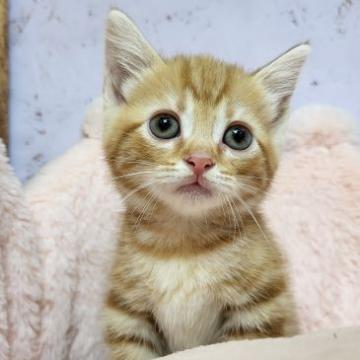 マンチカン(短足)【茨城県・女の子・2022年8月27日・レッドタビーホワイト】の写真「大人気短足マンチカンの女の子♪」