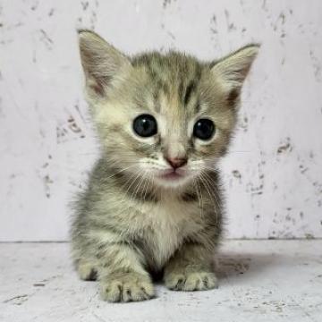 マンチカン(短足)【茨城県・男の子・2022年7月3日・ブルークリーム】の写真「少し珍しいお色の短足ちゃん♪」