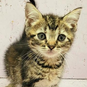 マンチカン(長足)【茨城県・女の子・2022年4月15日・ブラウンタビー】の写真「the猫ちゃん！な感じの足長マンチカンの女の子！」