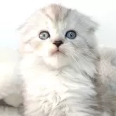 マンチカン(長足)【茨城県・男の子・2024年10月9日・シルバータビーホワイト】の写真1