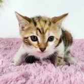 ジェネッタ【茨城県・女の子・2023年7月8日・キャリコ】の写真1