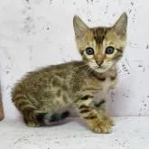 ベンガル【茨城県・女の子・2022年7月19日・ブラウンスポテッドタビー】の写真1