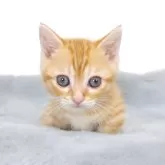 ジェネッタ【茨城県・男の子・2024年8月23日・レッドスポテッドタビー】の写真1