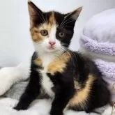 マンチカン(長足)【茨城県・女の子・2023年10月7日・キャリコ】の写真1「2023/12/15撮影」