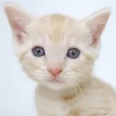 マンチカン(長足)【茨城県・男の子・2024年9月23日・クリームタビーホワイト】の写真1