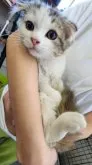 マンチカン(長足)【茨城県・女の子・2023年4月6日・キャリコ】の写真2「2023/07/12撮影抱っこ好きです♡」