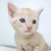 マンチカン(長足)【茨城県・男の子・2024年9月23日・クリームタビーホワイト】の写真2