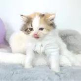 マンチカン(長足)【茨城県・女の子・2024年10月9日・キャリコ】の写真3