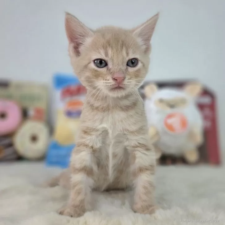 ID:2504-00712の子猫