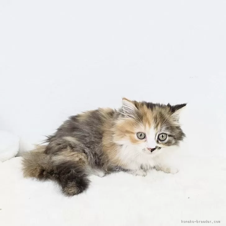 ID：2508-01218の子猫