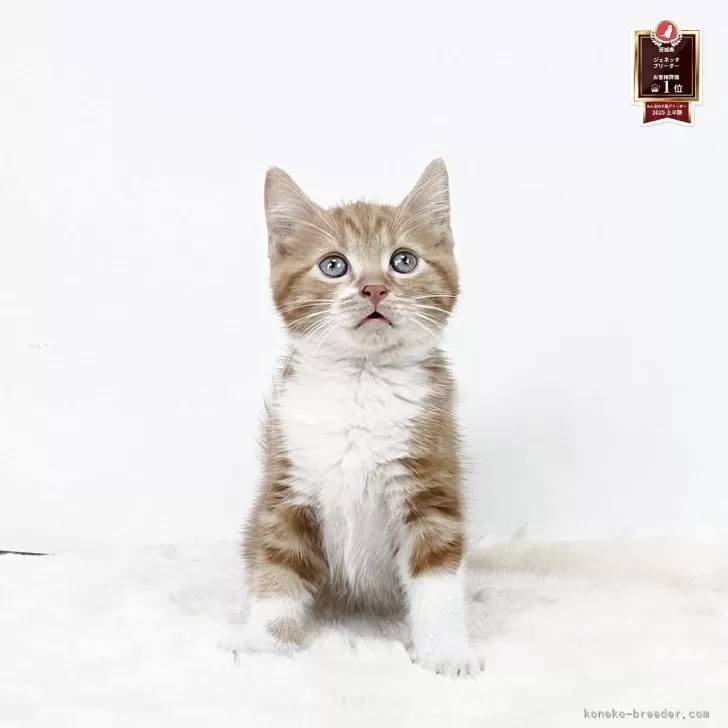 マンチカン(長足)【茨城県・男の子・2025年7月5日・レッドタビーホワイト】の写真1