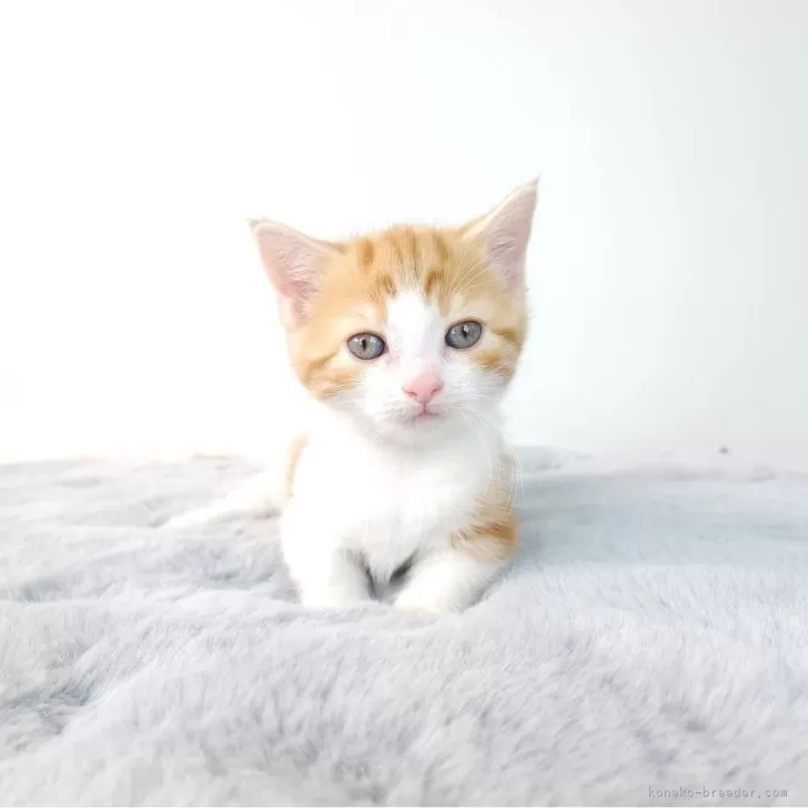 K.A 様のお迎えした子猫