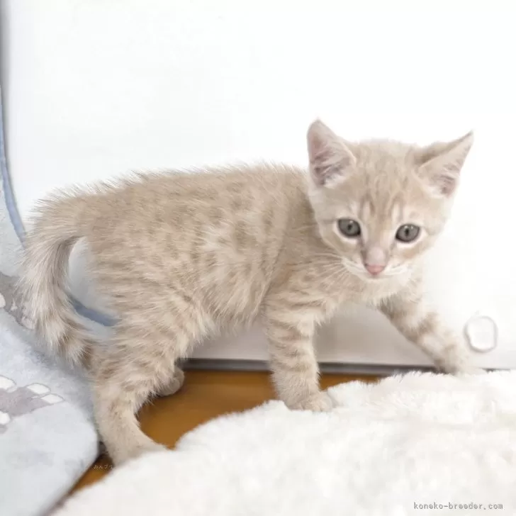 ID：2509-01531の子猫