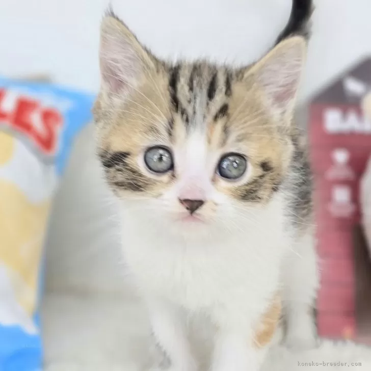H.S 様のお迎えした子猫