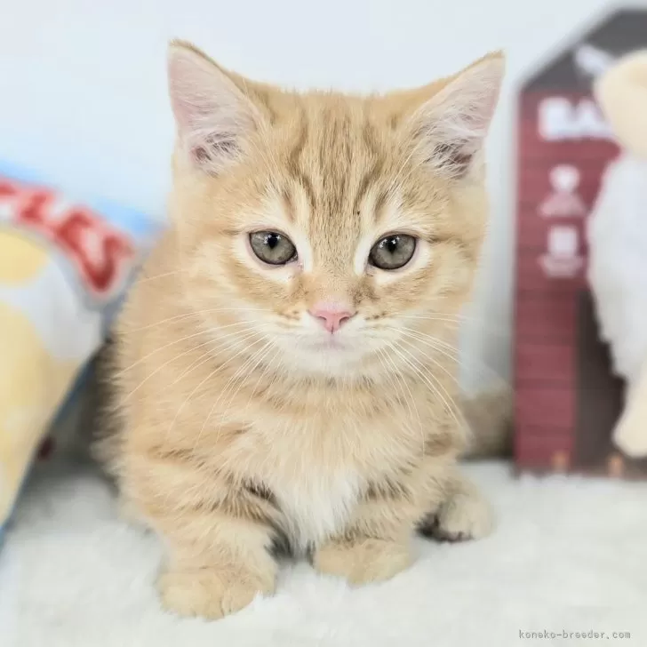 ID：2504-01904の子猫