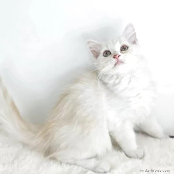 マンチカン(長足)【茨城県・男の子・2025年8月13日・クリームタビーホワイト】の写真1