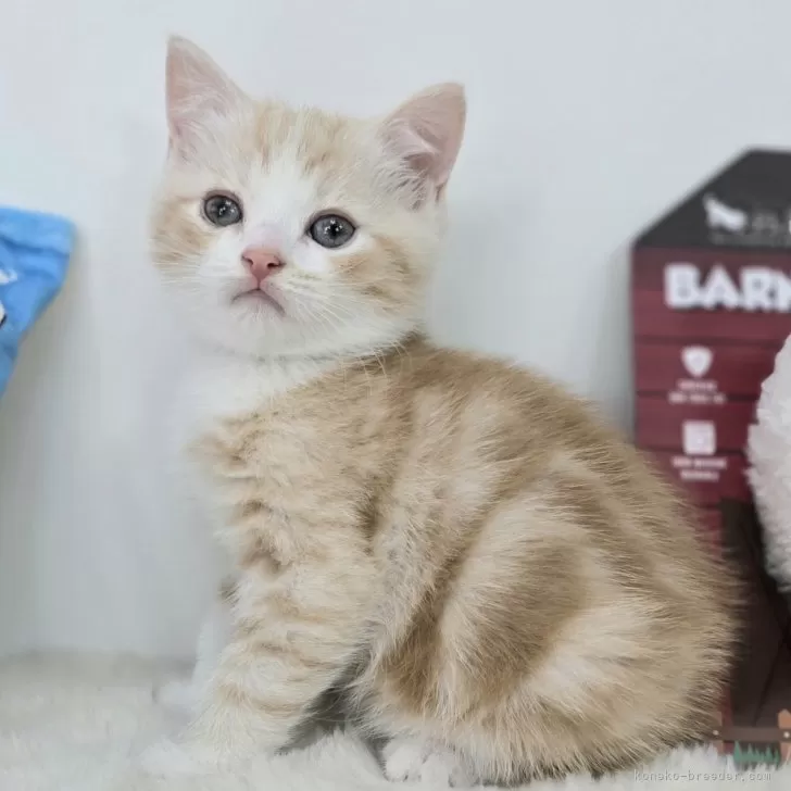 ID:2504-02139の子猫