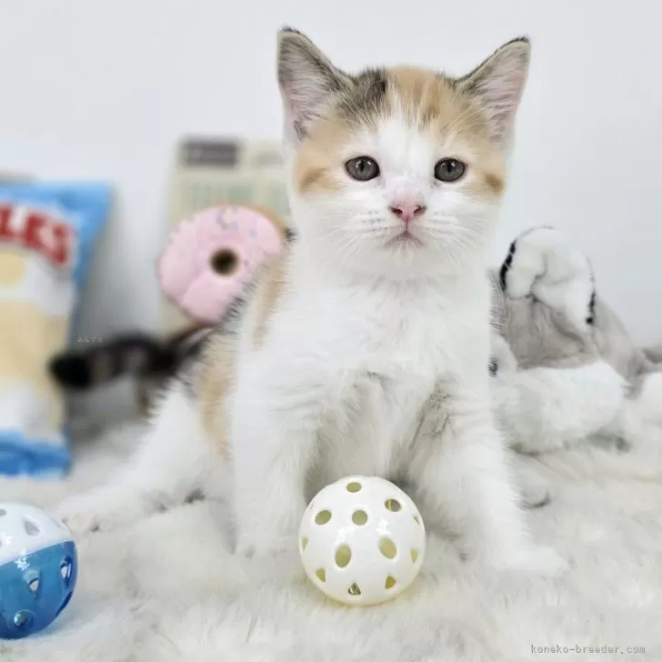 まきんこ 様のお迎えした子猫