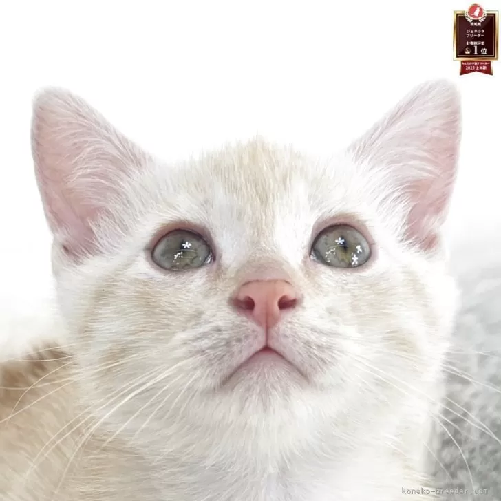 マンチカン(短足)【茨城県・男の子・2025年10月25日・クリームタビー】の写真1