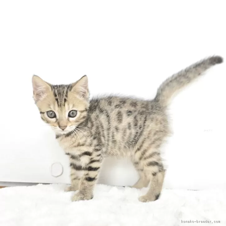 Y.I 様のお迎えした子猫