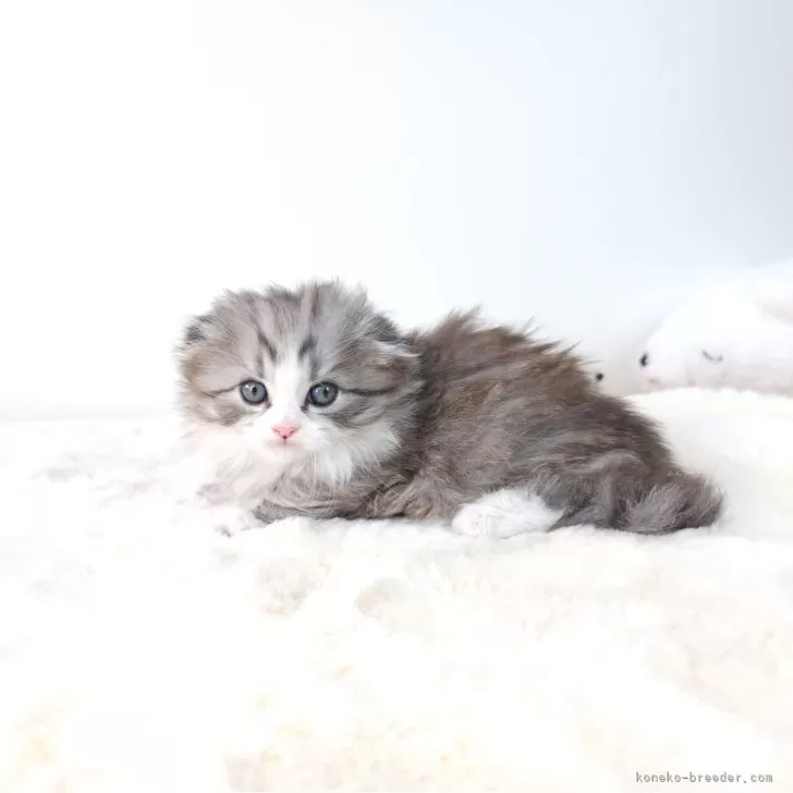 まろ 様のお迎えした子猫