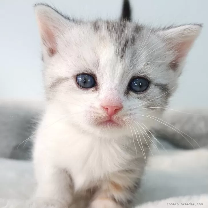 ち 様のお迎えした子猫