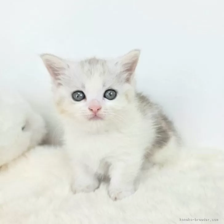 ID：2507-01825の子猫