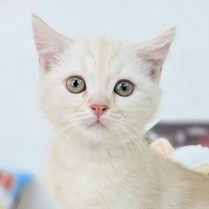 a 様のお迎えした子猫