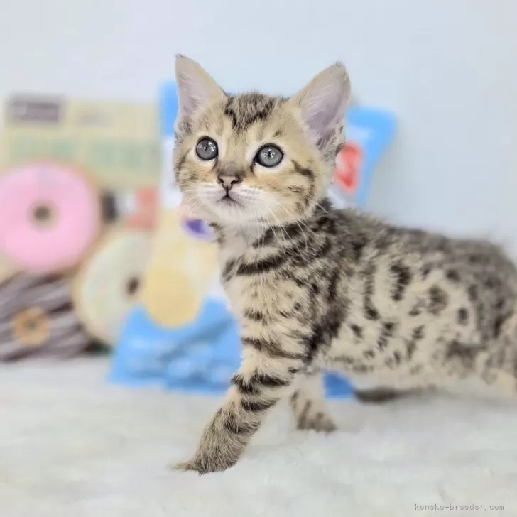 S.I 様のお迎えした子猫