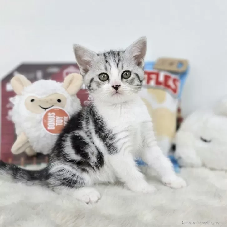 ID:2506-02420の子猫