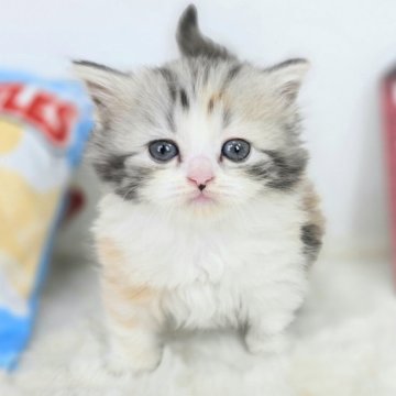 マンチカン(短足)【茨城県・女の子・2025年2月20日・ダイリュートキャリコ（セミロング）】の写真「可愛さハンパない！虜になりますぞ。」