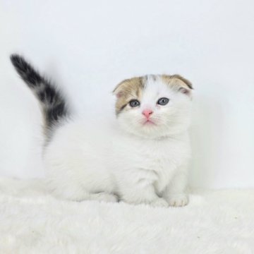 マンチカン(短足)【茨城県・男の子・2025年6月7日・ブラウンタビーホワイト】の写真「耳垂れ短足、最強！」