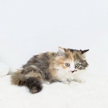 マンチカン(短足)【茨城県・女の子・2025年6月13日・キャリコ（セミロング）】の写真「好奇心旺盛でよく動き周り遊ぶのが大好きな女の子」