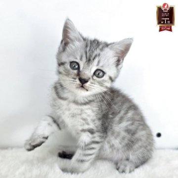 マンチカン(短足)【茨城県・女の子・2025年9月16日・シルバースポテッドタビー】の写真「ポワポワしててかわいい♥️」