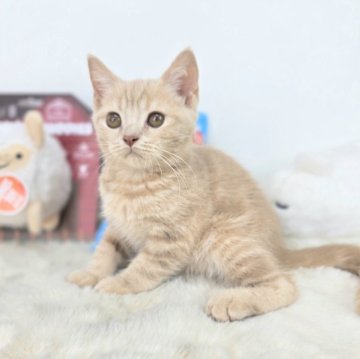 ブリティッシュショートヘア【茨城県・男の子・2025年3月26日・クリームタビー】の写真「僕、やらかしました。」