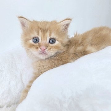マンチカン(長足)【茨城県・男の子・2025年4月9日・レッドタビー】の写真「目と目が合ったらミラクル！」
