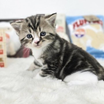 マンチカン(長足)【茨城県・男の子・2025年4月18日・ブラウンタビーホワイト】の写真「か、かわいい！！」