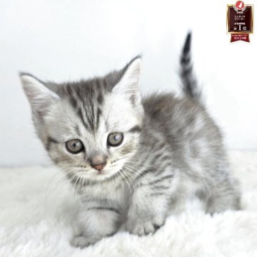 マンチカン(短足)【茨城県・男の子・2025年9月16日・シルバータビー】の写真「とにかくかわいい✨」