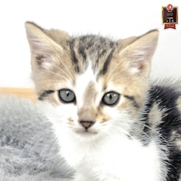 ジェネッタ【茨城県・男の子・2025年10月3日・ブラウンタビーホワイト】の写真「はっきりしたお顔立ちの男の子🩵」